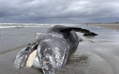 40-Foot Gray Whale Washes Ashore on Seaside Beach as Necropsy Planned