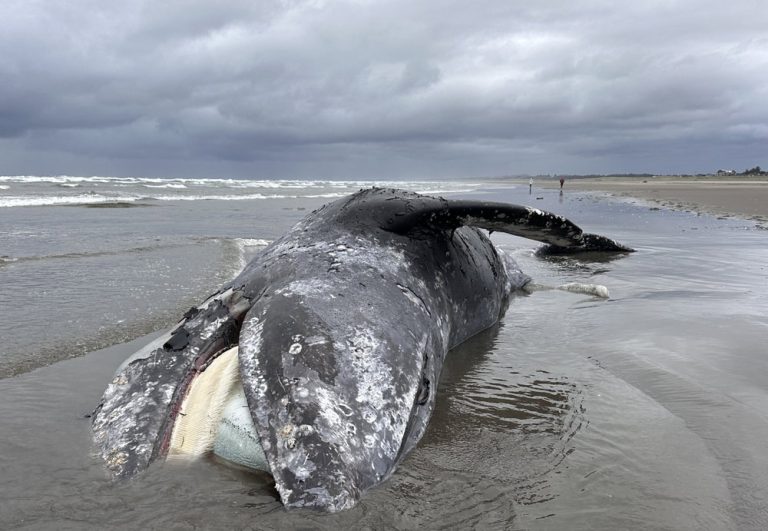 40-Foot Gray Whale Washes Ashore on Seaside Beach as Necropsy Planned