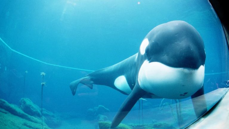 The Heartbreaking Story Of Keiko, The Real Orca Behind Free Willy And His Time In Oregon