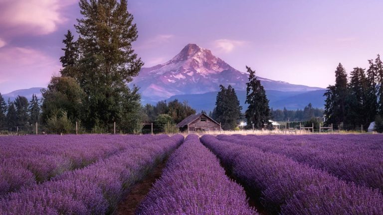 Oregon’s Lavender Season Is About To Explode And These Summer Festivals Smell Like Pure Magic