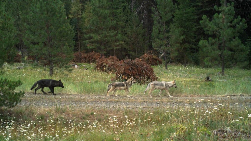 Wolves in Oregon, Growing Population, Debate, Conservation, Wildlife, Gray Wolf, Livestock, History, 2026, ODFW