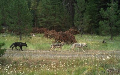Were Wolves Once Native To Oregon? Growing Pouplations Fuel One Of The State’s Biggest Debates