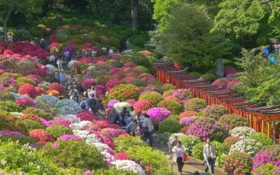 Brookings Bursts Into Bloom During Oregon’s Beloved Azalea Festival This Memorial Day Weekend