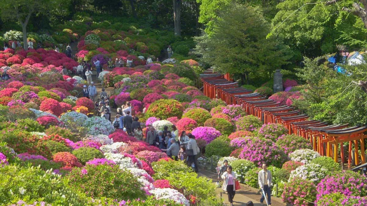 azalea-festival-oregon Azalea Festival