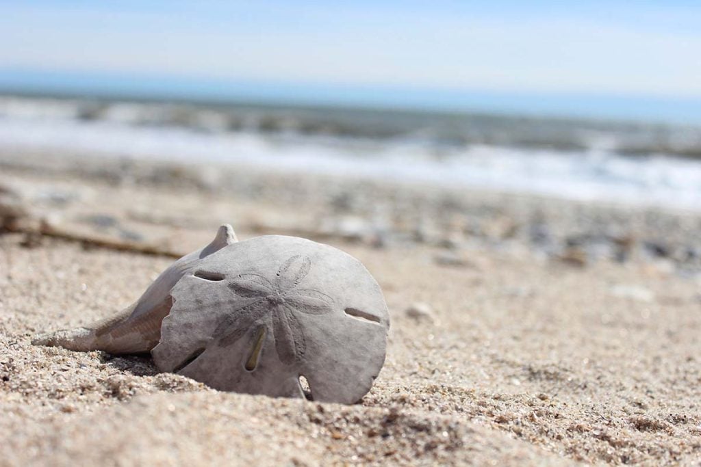 A close-up of a sand dollar resting on a sandy beach with the ocean in the background under a clear sky.