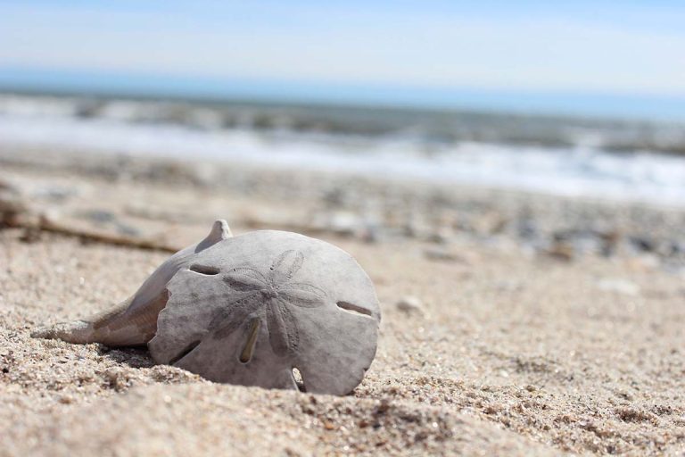 Where To Find Perfect Sand Dollars On The Oregon Coast Before Everyone Else Does