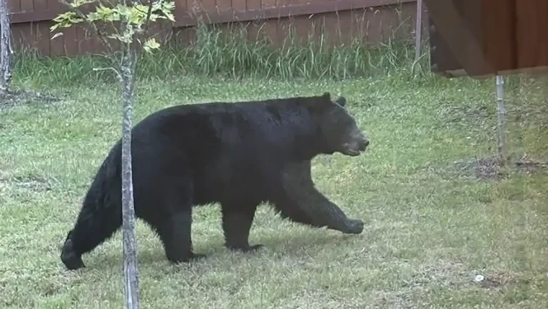 Black Bear Spotted Near One of Eugene’s Most Popular Hiking Spots