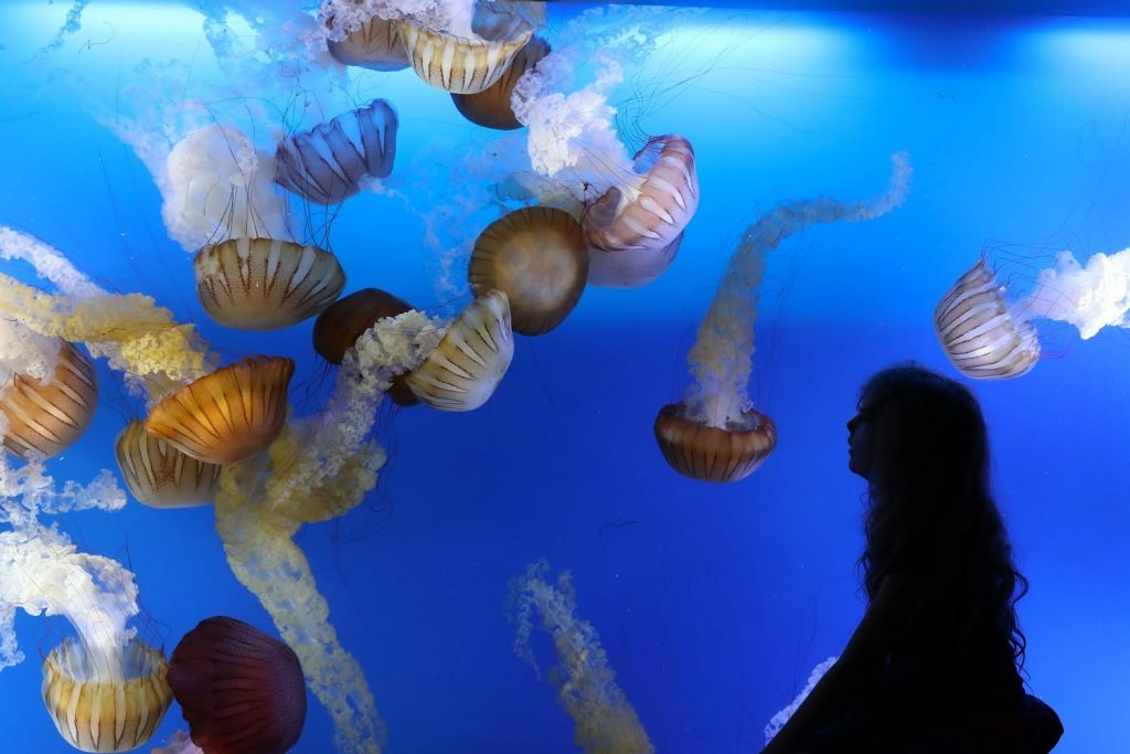 Oregon Coast Aquarium, Newport, Yaquina Bay, Animals, Fish, New Amazon Rainforest Exhibit, conservation, places to go, things to do, family fun, Puffin Plates, shark tank, reptiles, birds, otters, jellyfish, touch tank, summer fun, sea lions, Sis-Xa Xwee-Nish Marine Wildlife Center