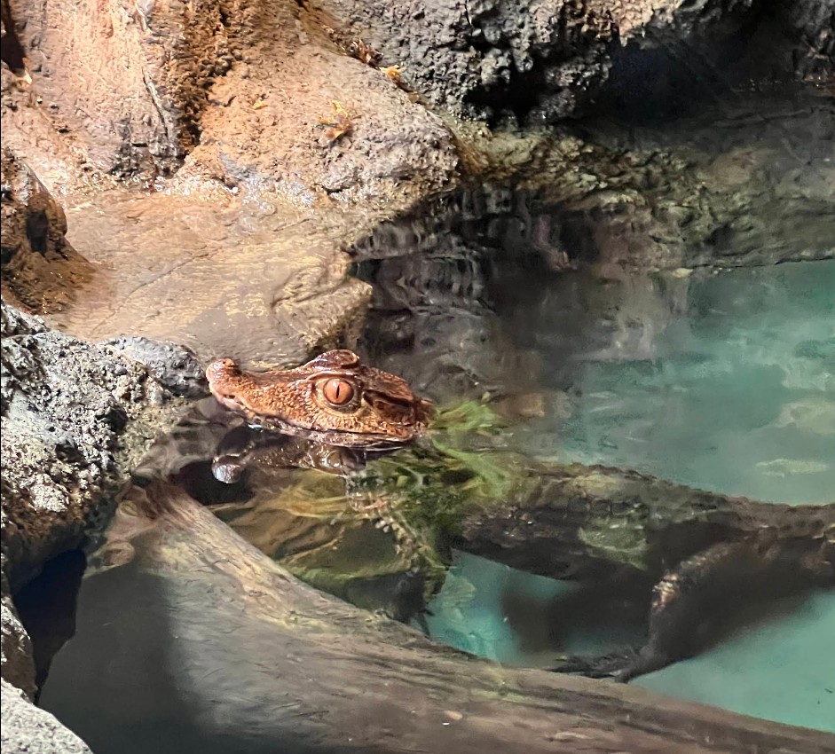 Oregon Coast Aquarium, Newport, Yaquina Bay, Animals, Fish, New Amazon Rainforest Exhibit, conservation, places to go, things to do, family fun, Puffin Plates, shark tank, reptiles, birds, otters, jellyfish, touch tank, summer fun, sea lions, Sis-Xa Xwee-Nish Marine Wildlife Center