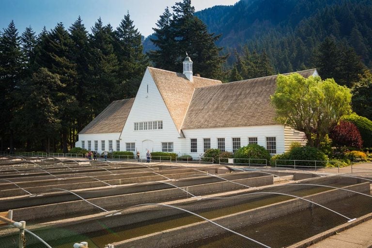 Oregon’s Largest Fish Hatchery Has Leaping Salmon, a Giant Sturgeon, and More Than a Million Visitors a Year