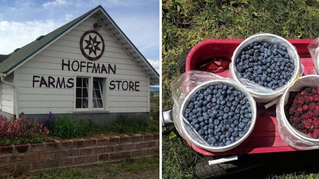 hoffman farms in Oregon
