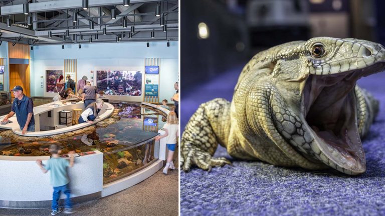 This Oregon Coast Aquarium Has Sharks Overhead, Otters, and a Rainforest
