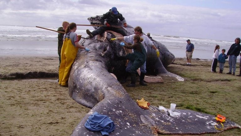 Gray Whales Are Washing Up Dead Along The West Coast In Alarming Numbers, And Oregon Is Seeing The Warning Signs
