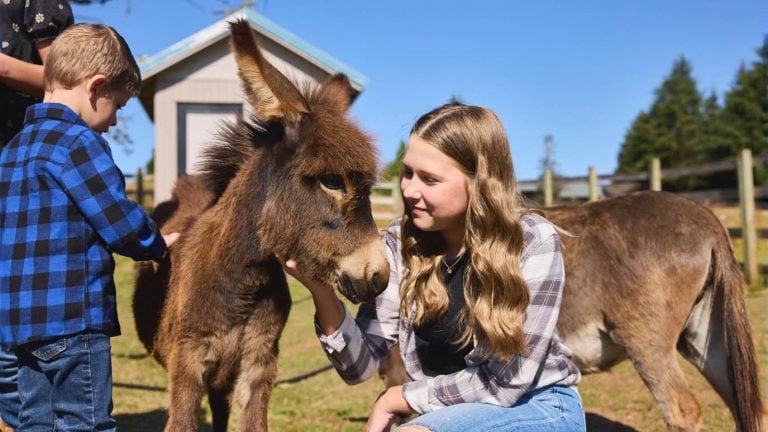 This Happy Little Oregon Farm Is Filled With Miniature Donkeys Ready To Steal Your Heart