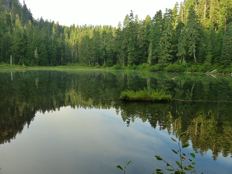 Crabtree Valley Oregon, Part Two, King Tut, Nefertiti, Douglas Fir, Timber Industry, BLM, Bureau of Land Management, Ancient Forest, Logging Industry, Spotted Owl, Oregon Economy, Mills Closing, Barred Owl, Northwest Forest Plan, Areas of Critical Environmental Concern, Conservation