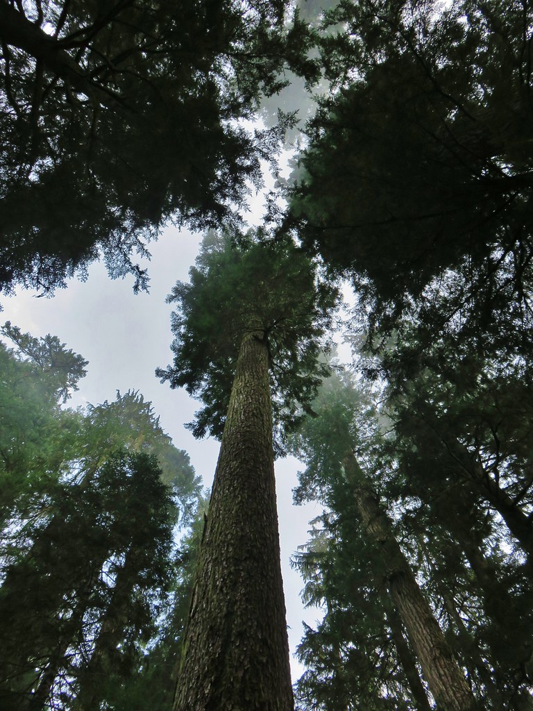 crabtree lake, oregon cascades, ancient forest, old growth, giant douglas fir trees, nefertiti, king tut, off trail hiking, not for beginners, conservation, threatened forest, wilderness hikes, santiam state forest, 600-1000 years old