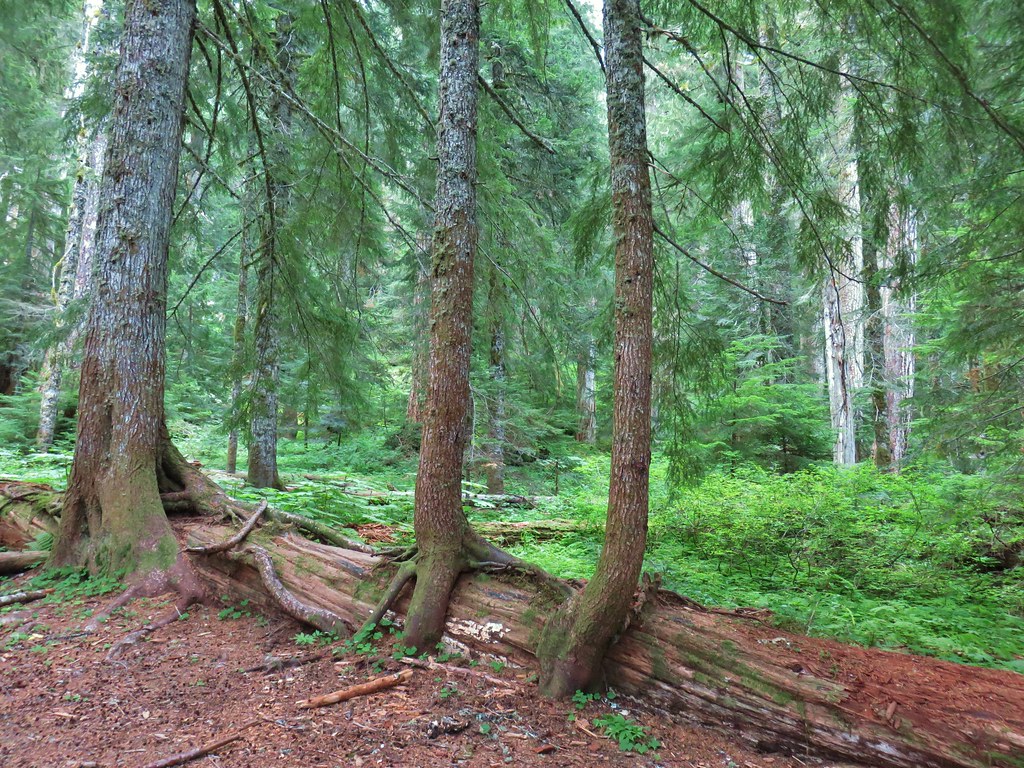 Crabtree Valley Oregon, Part Two, King Tut, Nefertiti, Douglas Fir, Timber Industry, BLM, Bureau of Land Management, Ancient Forest, Logging Industry, Spotted Owl, Oregon Economy, Mills Closing, Barred Owl, Northwest Forest Plan, Areas of Critical Environmental Concern, Conservation