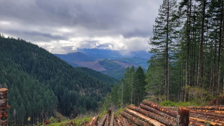 Oregon’s Timber Crisis Is Real And So Is the Threat to Its Ancient Forests