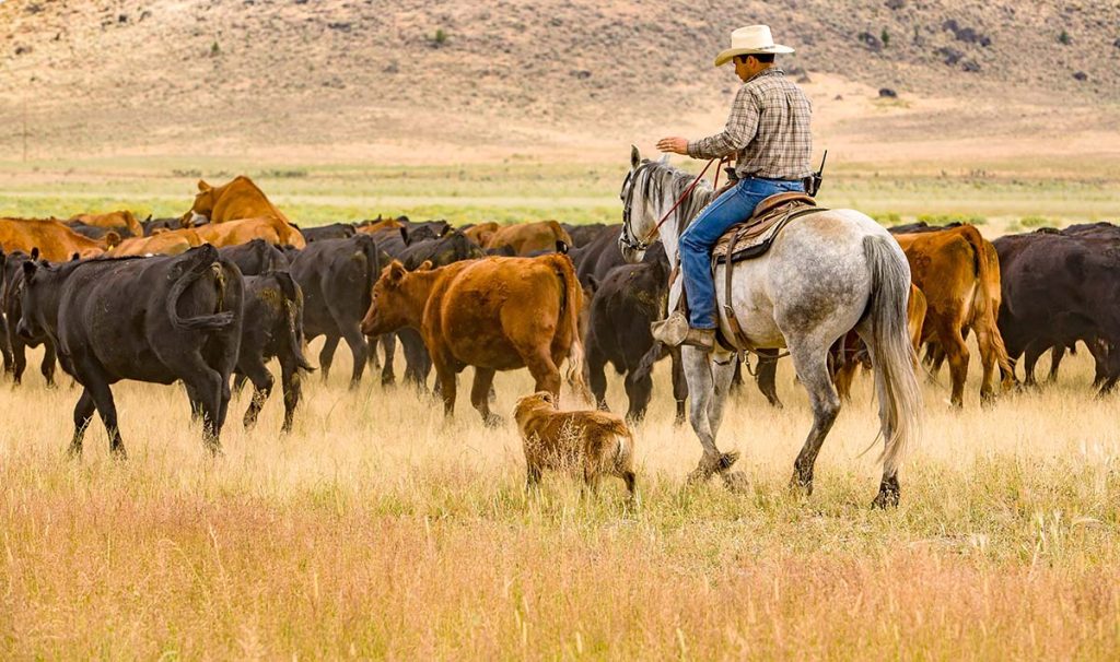 cowboy and dog eastern oregon