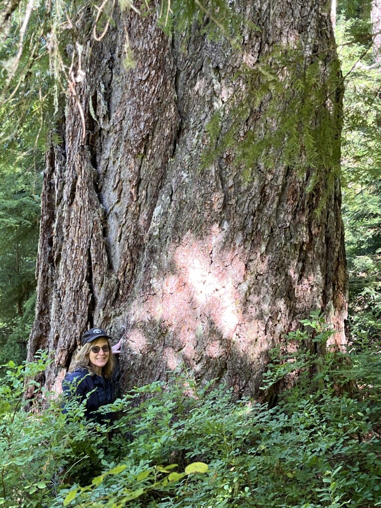 Crabtree Valley Oregon, Part Two, King Tut, Nefertiti, Douglas Fir, Timber Industry, BLM, Bureau of Land Management, Ancient Forest, Logging Industry, Spotted Owl, Oregon Economy, Mills Closing, Barred Owl, Northwest Forest Plan, Areas of Critical Environmental Concern, Conservation, Wildfire