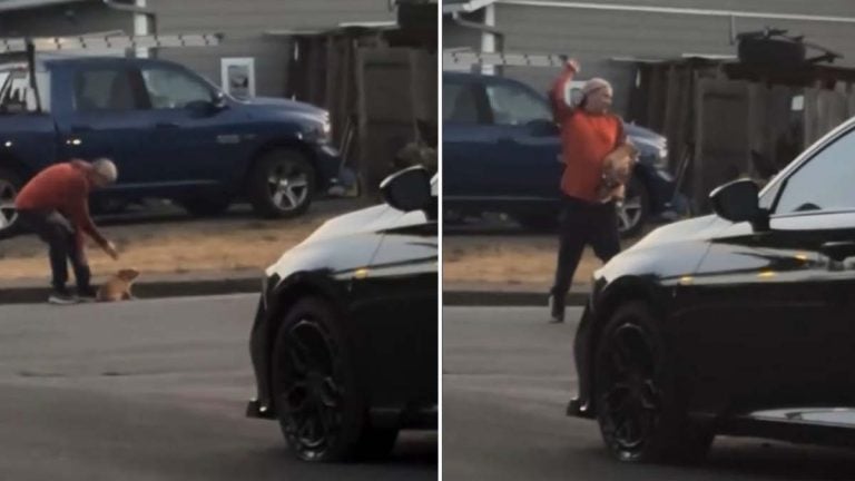 Coward Caught on Camera Punching a Defenseless Dog in Salem