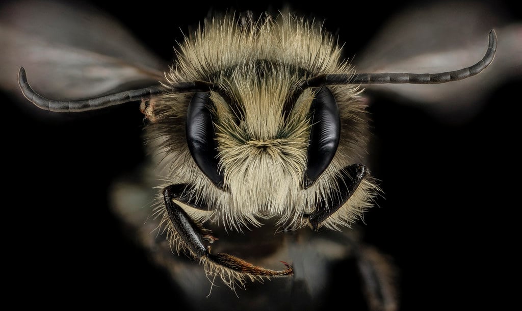 bees, oregon, humor, unofficial field guide, insects, mason bees, friend or foe, yellowjackets, bald faced hornet, PNW species