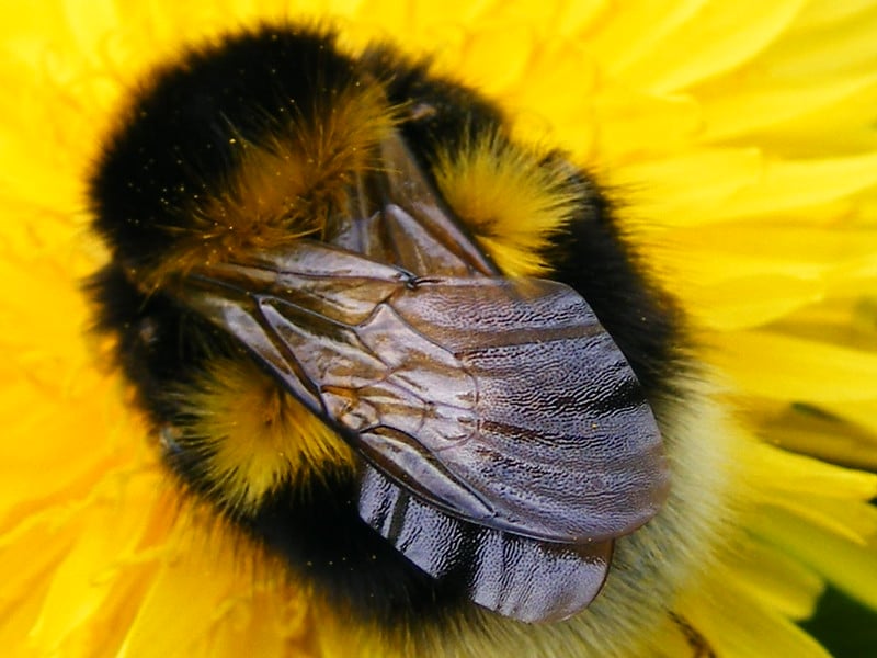 bees, oregon, humor, unofficial field guide, insects, mason bees, friend or foe, yellowjackets, bald faced hornet, PNW species