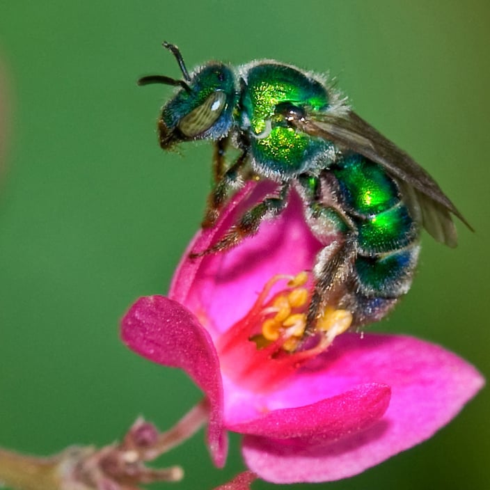bees, oregon, humor, unofficial field guide, insects, mason bees, friend or foe, yellowjackets, bald faced hornet, PNW species