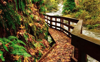 One of Oregon’s Best Fall Hikes Winds Past 11 Waterfalls Near the Coast