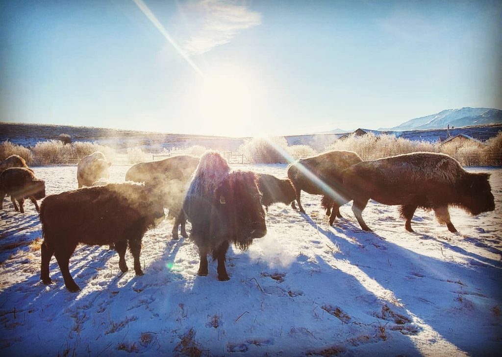 Strangel Bison Rinch, Enterprise Oregon, Northeast Oregon, Wallowa County, Grass Fed Meat, Sustainable Farming, Free Range, Working Family Farm, 7000 Acres, Roaming Buffalo, Where To Buy, By Appointment Visits, Support Local