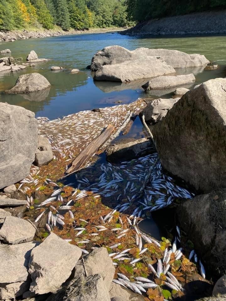 detroit dam, oregon, green peter, lawsuits, marion county, willamette valley, santiam river, city of salem, dam history, reservoir drawdowns, water supply, dead fish, native chinook salmon, kokanee, debate, snake river, columbia river, leaburg, klamath dams removal