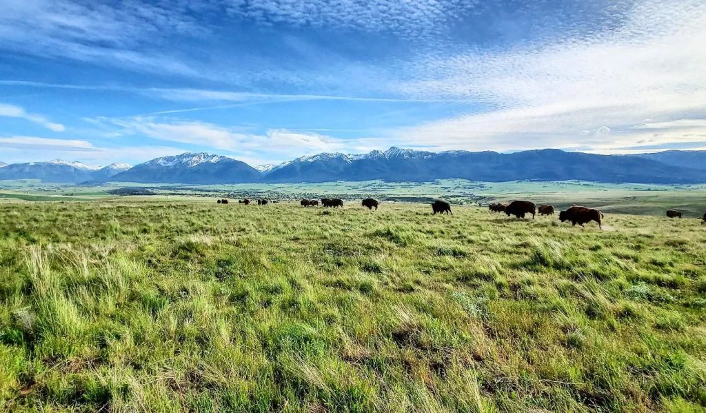 Strangel Bison Rinch, Enterprise Oregon, Northeast Oregon, Wallowa County, Grass Fed Meat, Sustainable Farming, Free Range, Working Family Farm, 7000 Acres, Roaming Buffalo, Where To Buy, By Appointment Visits, Support Local