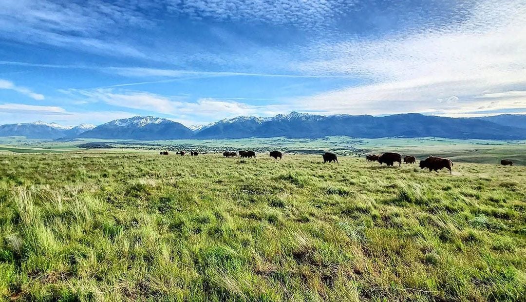 You Can See Hundreds of Bison and Buy Free Range Meat at This 7000-Acre Oregon Ranch