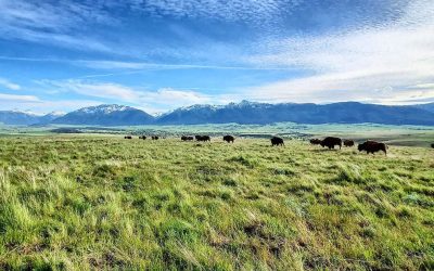 You Can See Hundreds of Bison and Buy Free Range Meat at This 7000-Acre Oregon Ranch