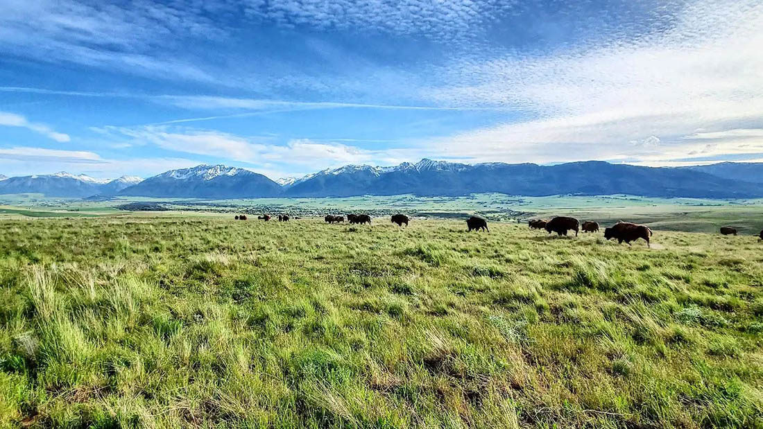 480573731_8675224315912455_6770513891981419014_n–cover Strangel Bison Rinch, Enterprise Oregon, Northeast Oregon, Wallowa County, Grass Fed Meat, Sustainable Farming, Free Range, Working Family Farm, 7000 Acres, Roaming Buffalo, Where To Buy, By Appointment Visits, Support Local