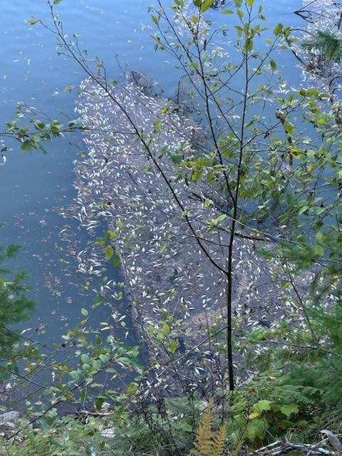 detroit dam, oregon, green peter, lawsuits, marion county, willamette valley, santiam river, city of salem, dam history, reservoir drawdowns, water supply, dead fish, native chinook salmon, kokanee, debate, snake river, columbia river, leaburg, klamath dams removal
