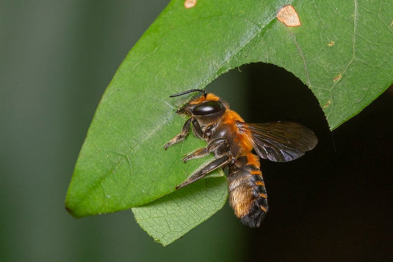 bees, oregon, humor, unofficial field guide, insects, mason bees, friend or foe, yellowjackets, bald faced hornet, PNW species