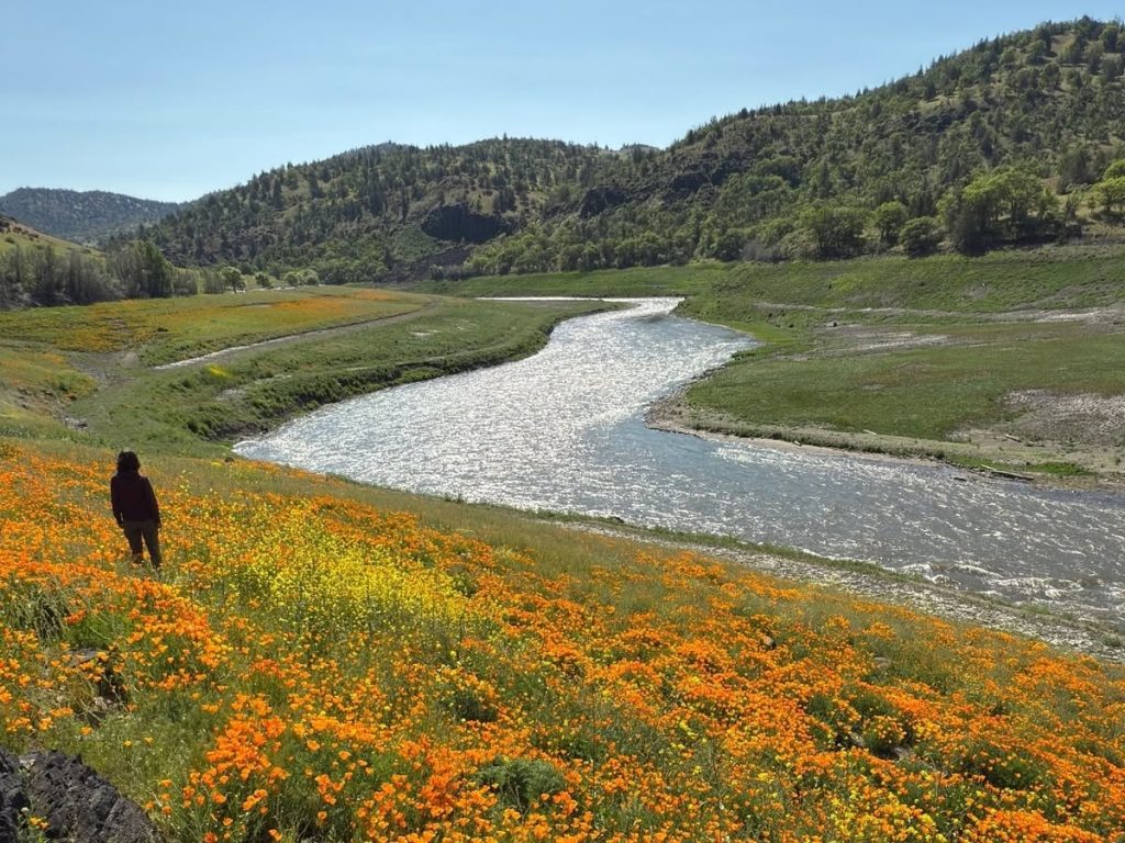 detroit dam, oregon, green peter, lawsuits, marion county, willamette valley, santiam river, city of salem, dam history, reservoir drawdowns, water supply, dead fish, native chinook salmon, kokanee, debate, snake river, columbia river, leaburg, klamath dams removal, iron gate