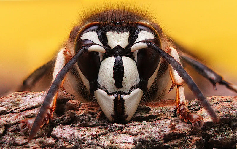 bees, oregon, humor, unofficial field guide, insects, mason bees, friend or foe, yellowjackets, bald faced hornet, PNW species
