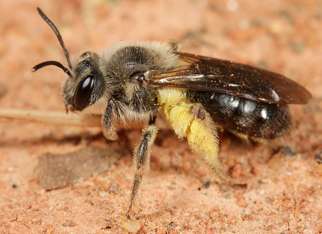 bees, oregon, humor, unofficial field guide, insects, mason bees, friend or foe, yellowjackets, bald faced hornet, PNW species