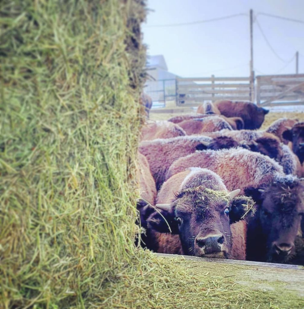 Strangel Bison Rinch, Enterprise Oregon, Northeast Oregon, Wallowa County, Grass Fed Meat, Sustainable Farming, Free Range, Working Family Farm, 7000 Acres, Roaming Buffalo, Where To Buy, By Appointment Visits, Support Local