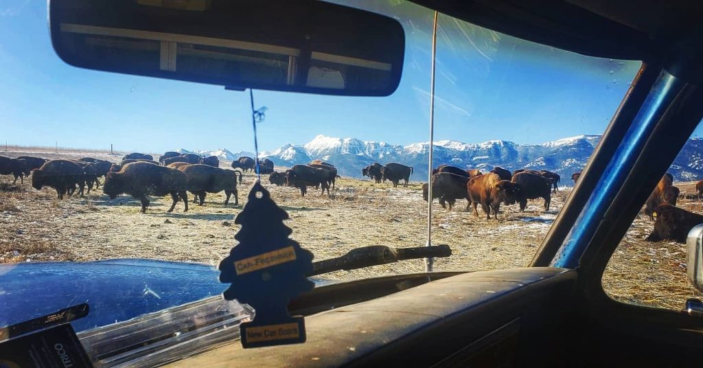 Strangel Bison Rinch, Enterprise Oregon, Northeast Oregon, Wallowa County, Grass Fed Meat, Sustainable Farming, Free Range, Working Family Farm, 7000 Acres, Roaming Buffalo, Where To Buy, By Appointment Visits, Support Local
