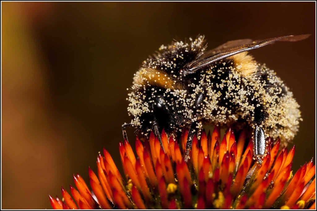 bees, oregon, humor, unofficial field guide, insects, mason bees, friend or foe, yellowjackets, bald faced hornet, PNW species