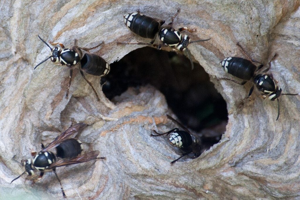 bees, oregon, humor, unofficial field guide, insects, mason bees, friend or foe, yellowjackets, bald faced hornet, PNW species