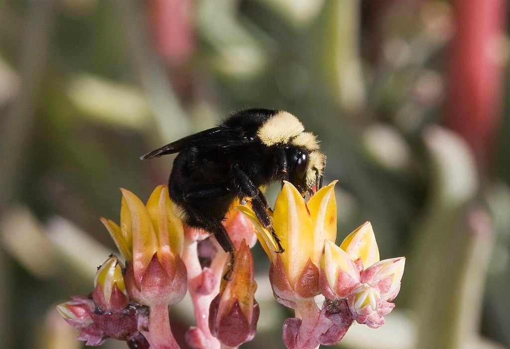 bees, oregon, humor, unofficial field guide, insects, mason bees, friend or foe, yellowjackets, bald faced hornet, PNW species
