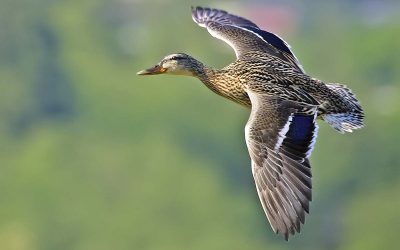 Deadly Botulism Outbreak Has Killed Nearly 14,000 Birds Near Oregon-California Border