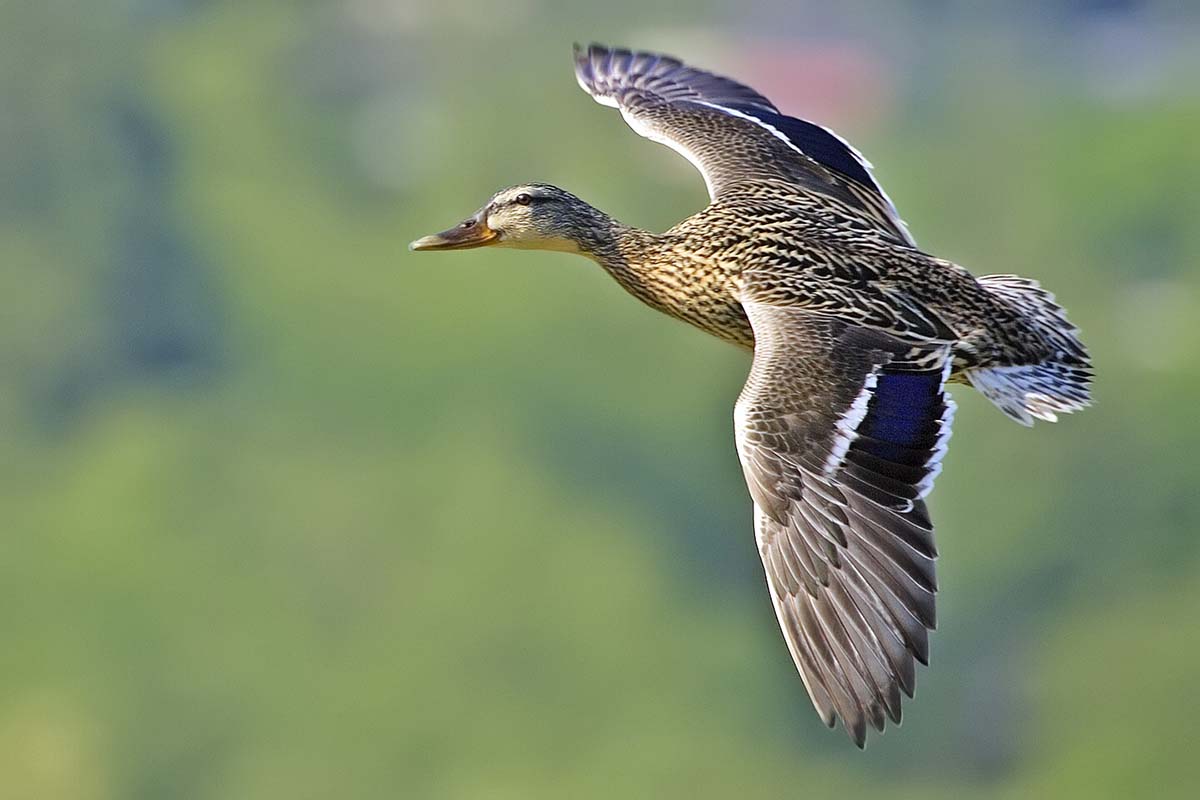 Female_mallard_flight_-_natures_pics A female mallard takes flight