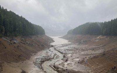 Dead Fish, Drawdowns, Dams, and Lawsuits Muddy the Waters in Oregon’s Push to Save Salmon