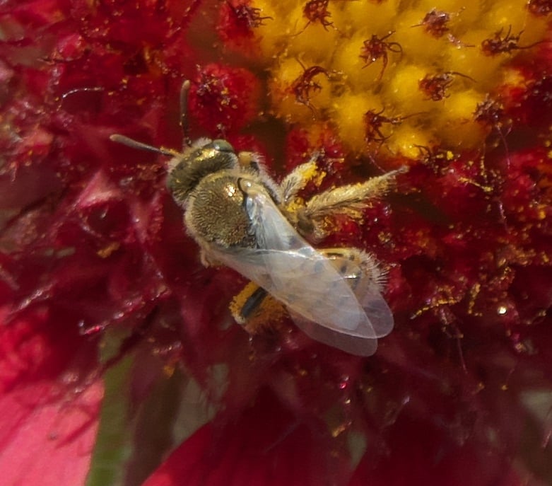 bees, oregon, humor, unofficial field guide, insects, mason bees, friend or foe, yellowjackets, bald faced hornet, PNW species