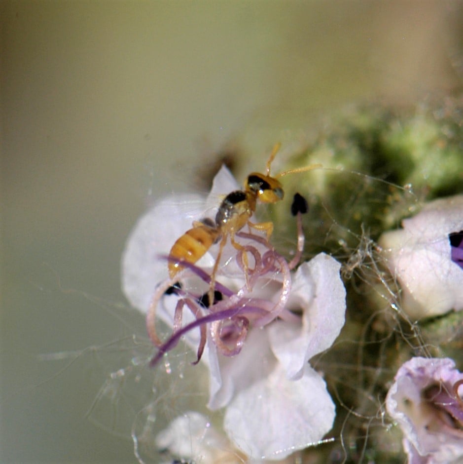 bees, oregon, humor, unofficial field guide, insects, mason bees, friend or foe, yellowjackets, bald faced hornet, PNW species